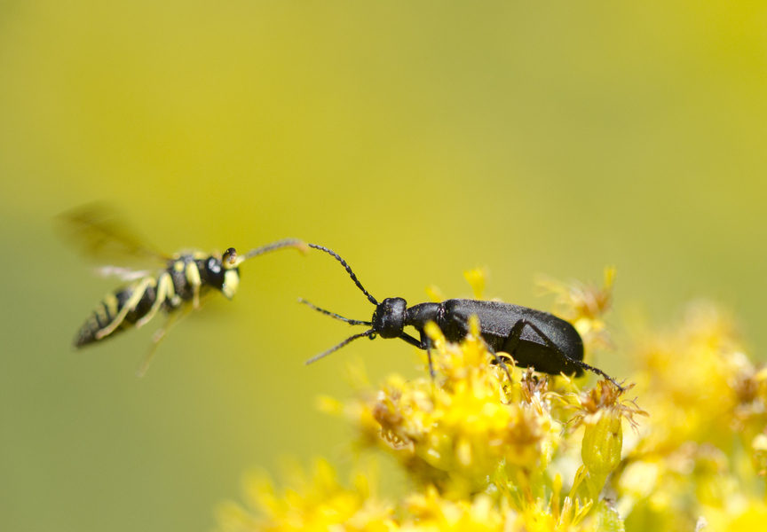 Epicauta pensylvanica