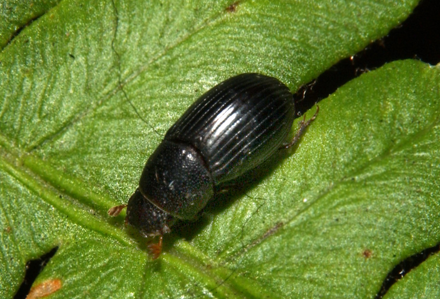 Scarabaeoidea