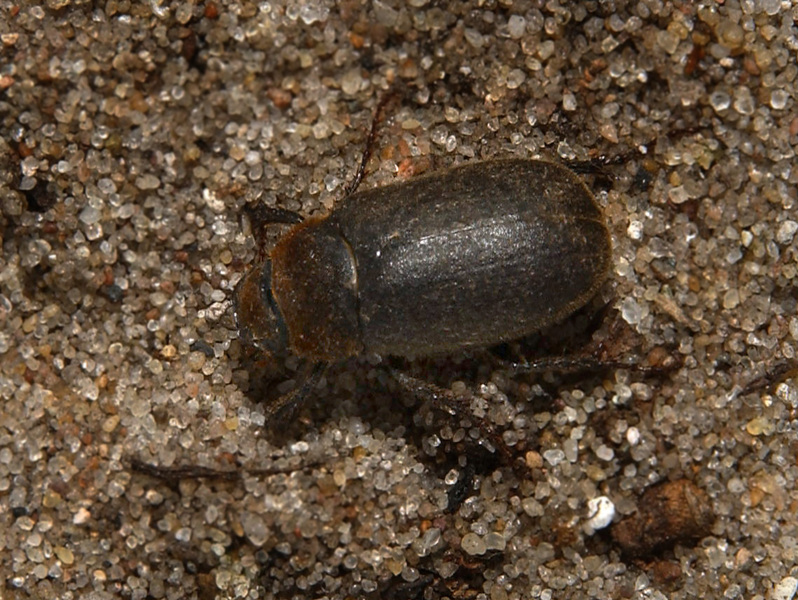 Coleoptera