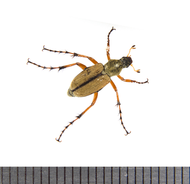 Macrodactylus8932