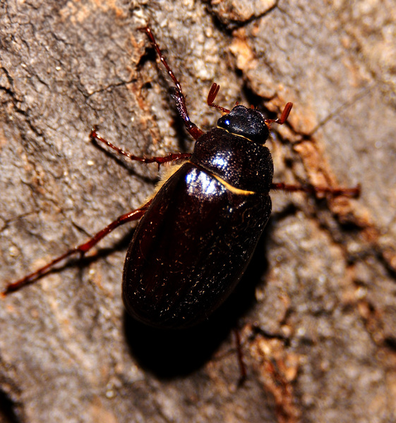 Phyllophaga_sp3