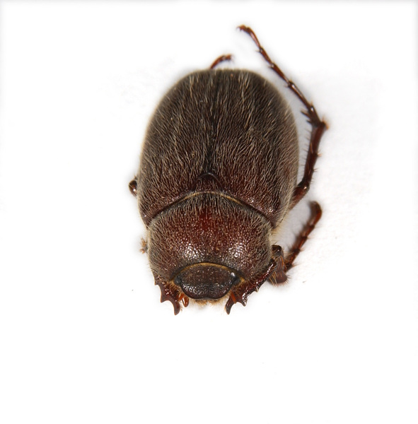 Coleoptera