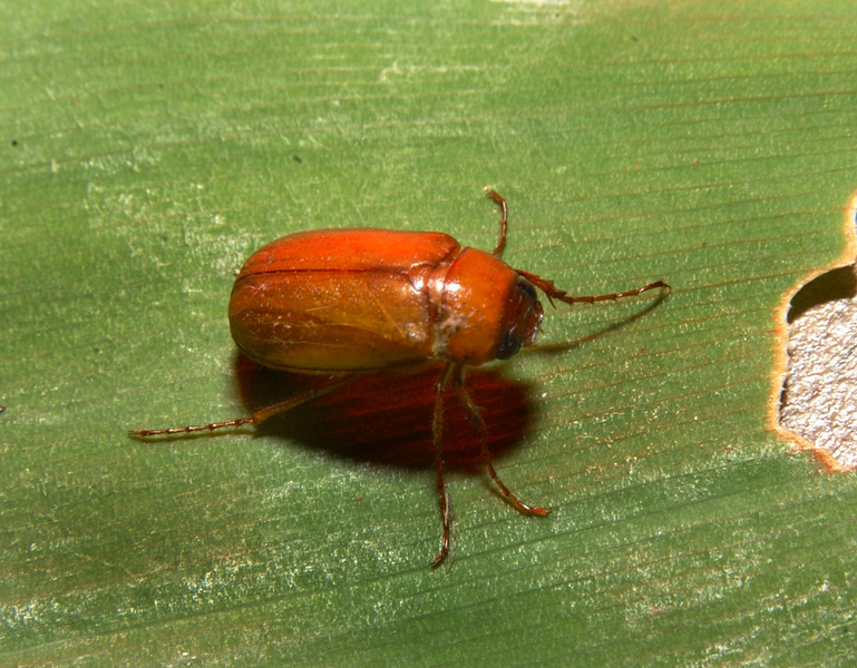 Scarabaeidae5945