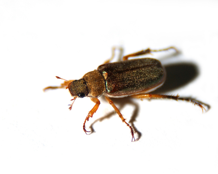 Coleoptera