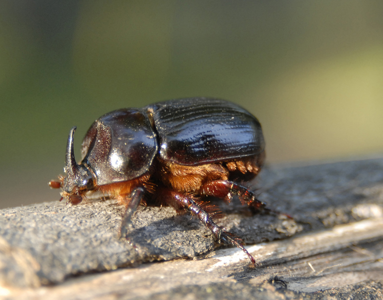 Xyloryctes jamaicensis