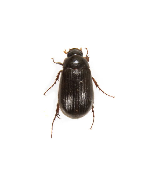 Scarabaeoidea