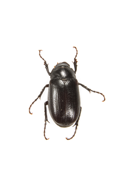 Scarabaeoidea