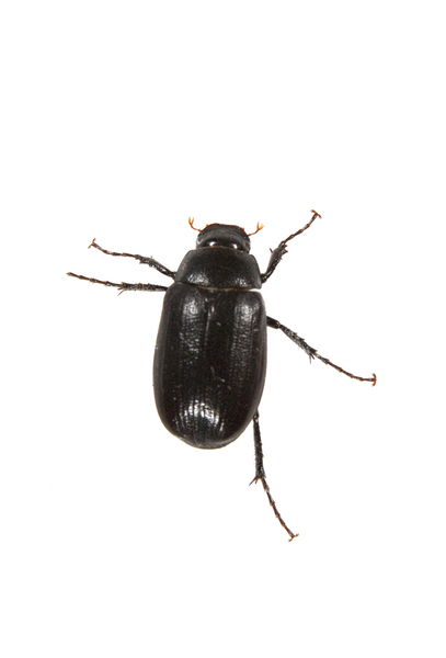 Coleoptera