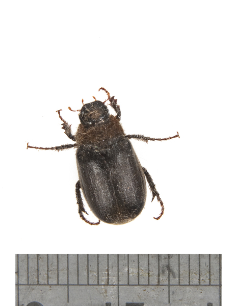 Coleoptera