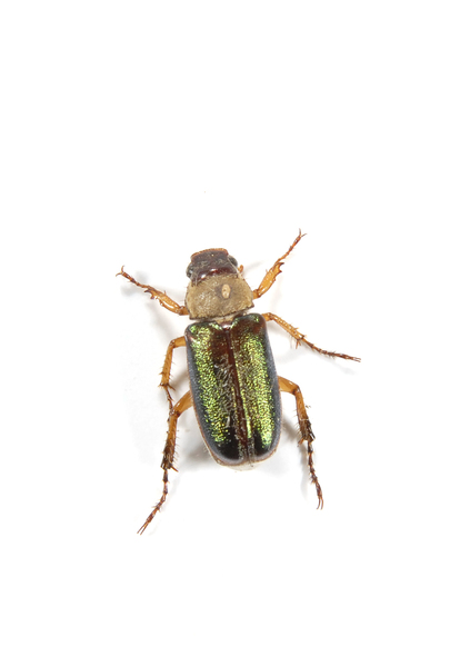 Scarabaeoidea