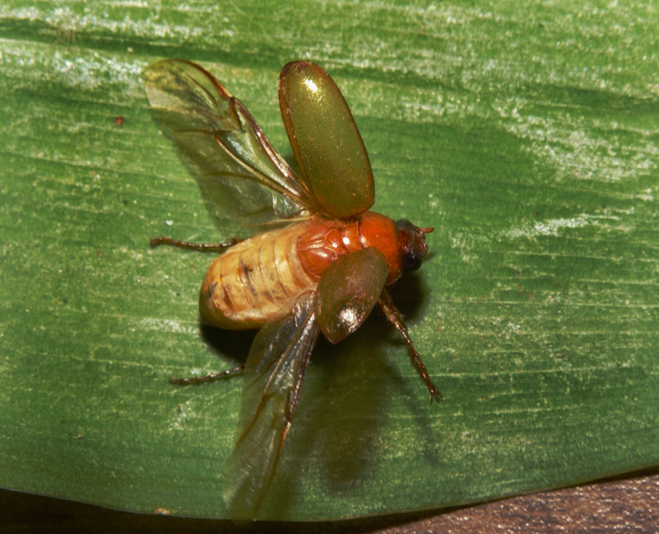 Scarabaeoidea