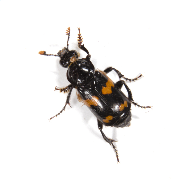 Nicrophorus orbicollis