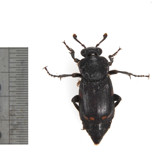 Nicrophorus