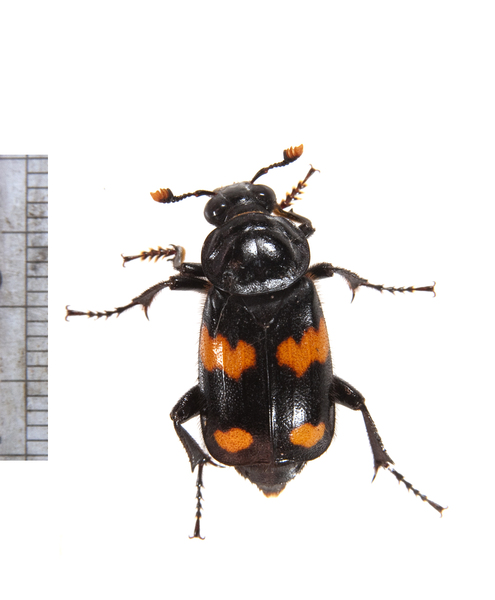 Nicrophorus orbicollis