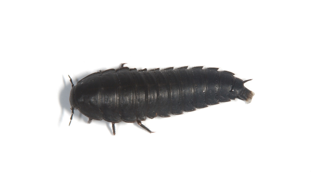 Staphylinoidea