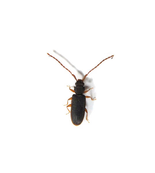 beetle3504