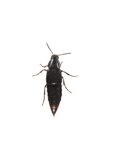 Coleoptera