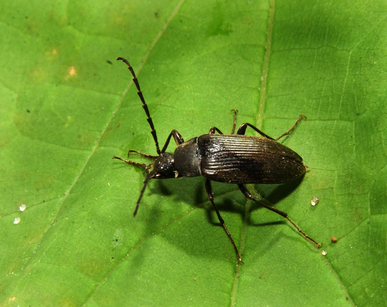 Alleculidae1