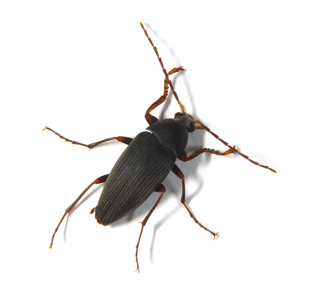 Tenebrionidae