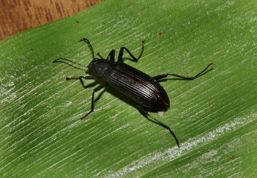 Insecta