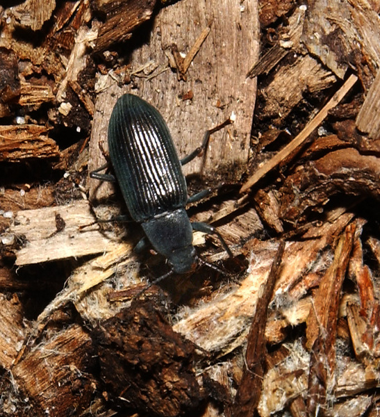 Tenebrionidae