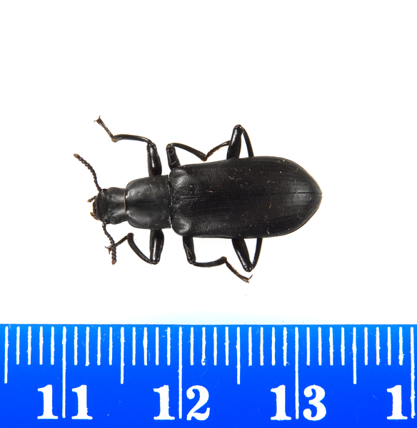 beetle2355
