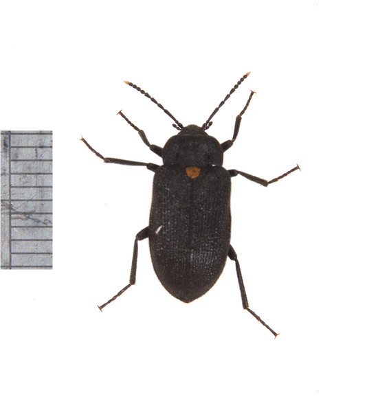 Tetratomidae