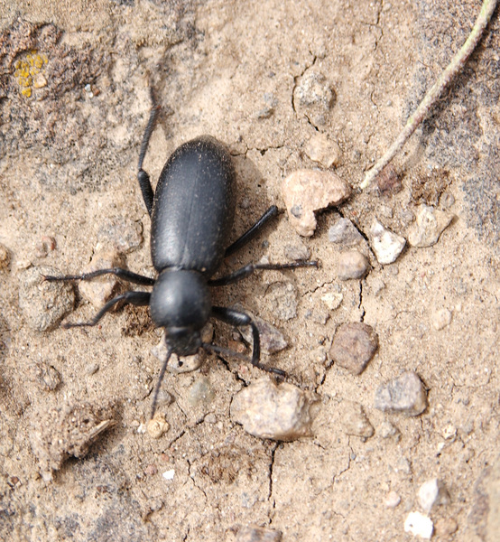 Tenebrionoidea