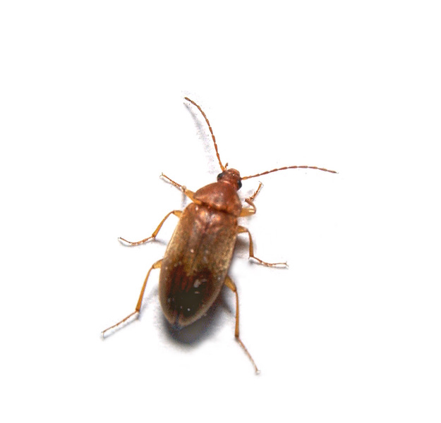 beetle8