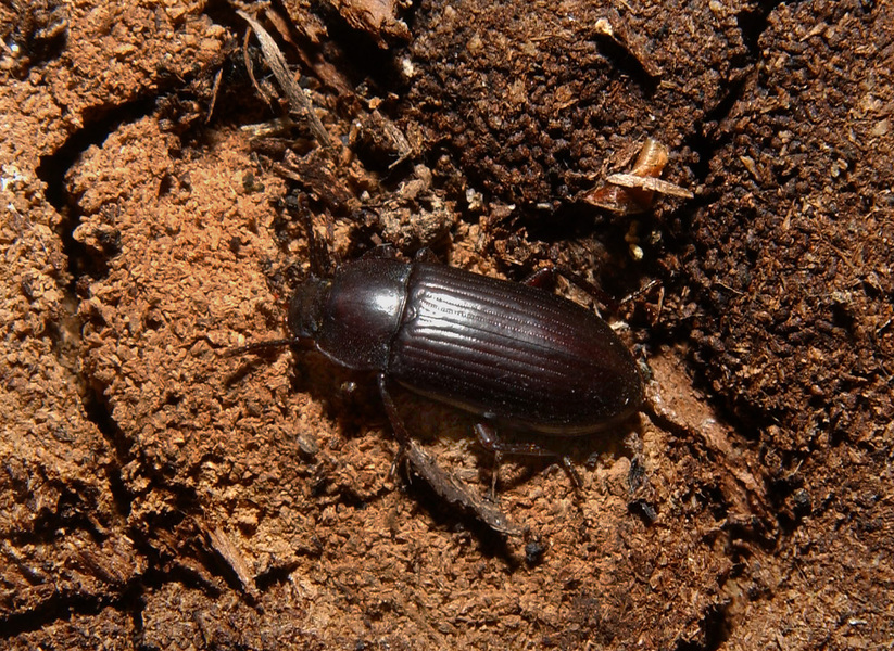 Tenebrionoidea