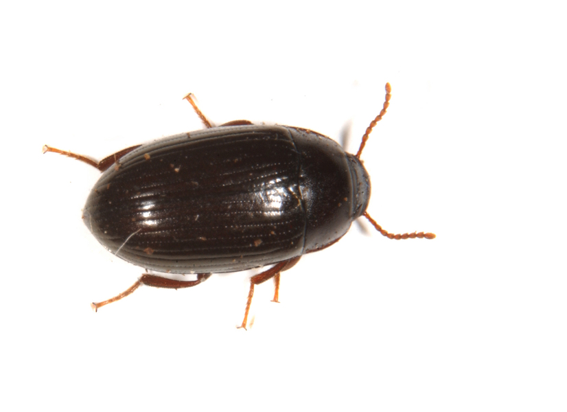 Tetratomidae3486