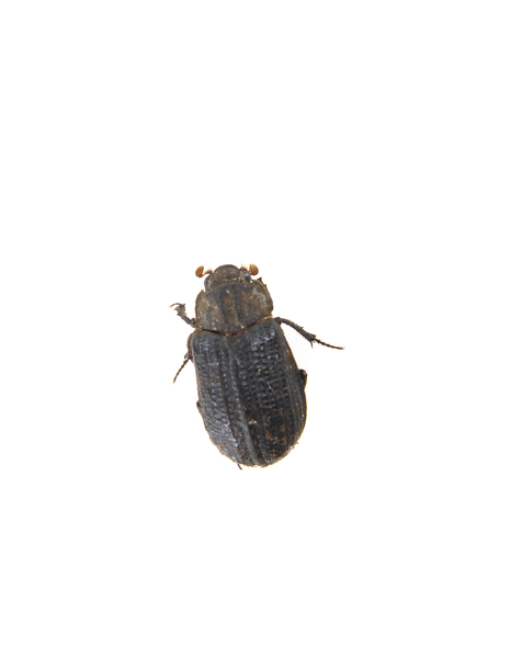 Trogidae