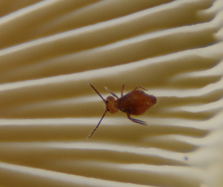 Collembola