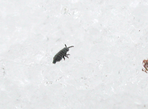 snowflea1