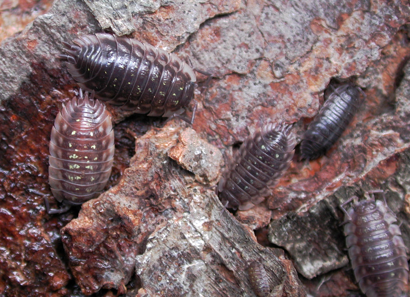 pillbugs1