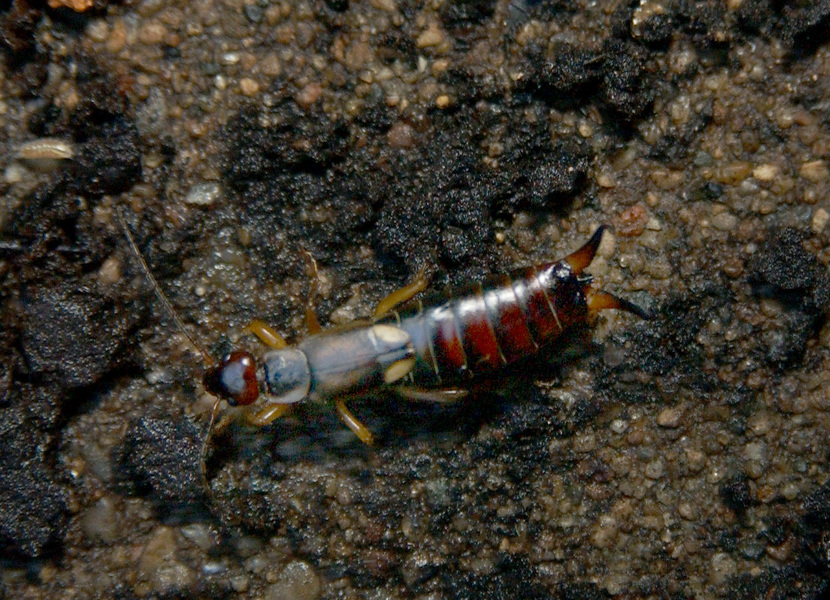 earwig2