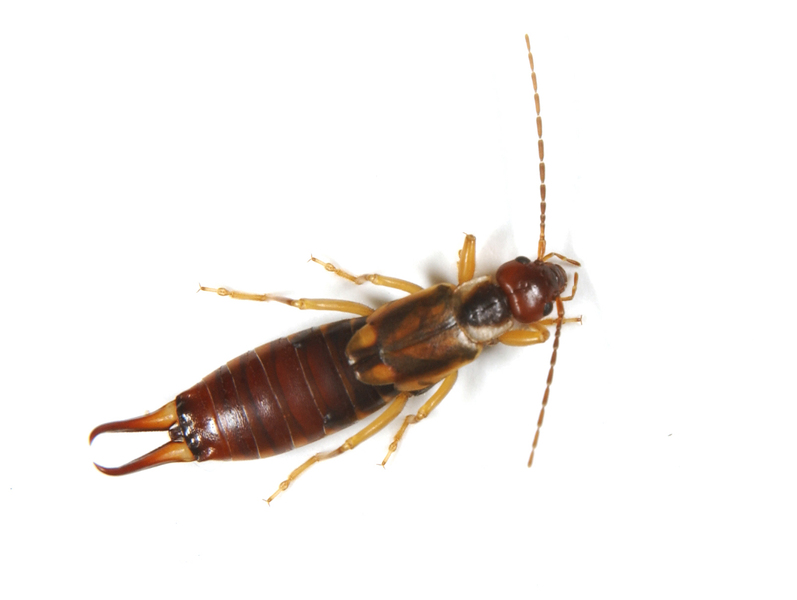 earwig2798