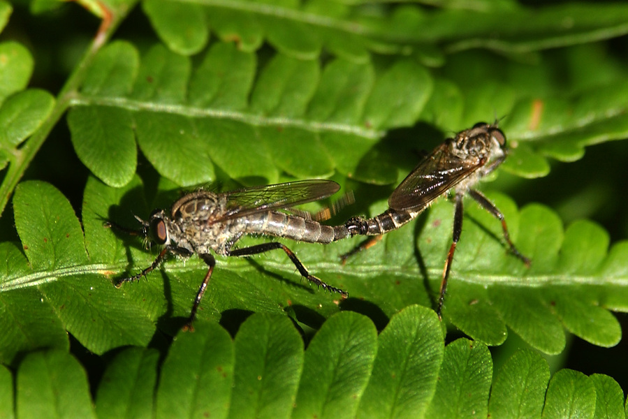 Diptera