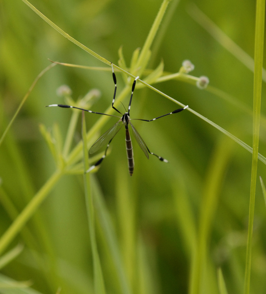 Bittacomorpha clavipes