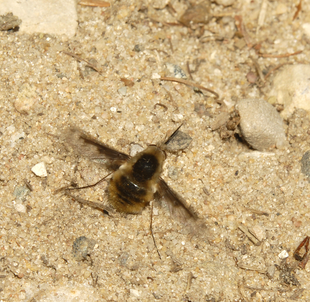 Bombylius major