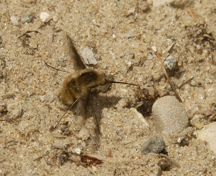 Bombylius major