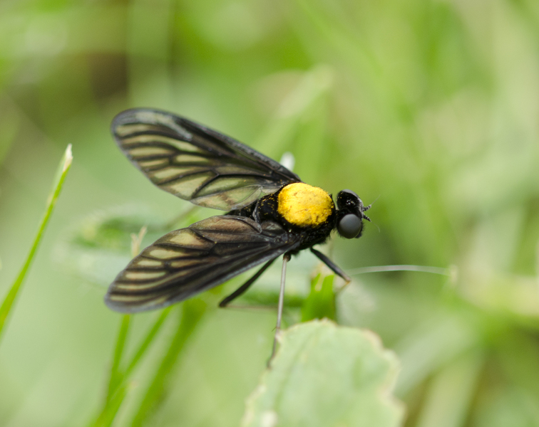 Chrysopilus7976