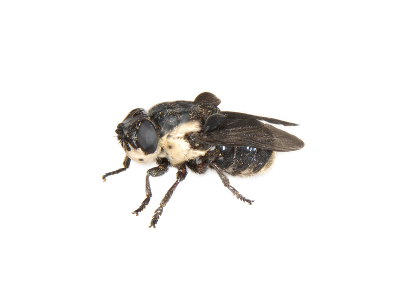 Diptera