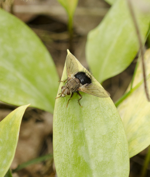 Eumetazoa