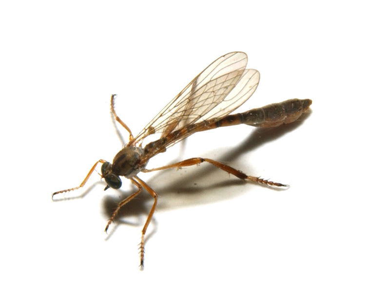 Diptera