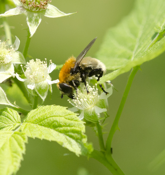 Syrphidae