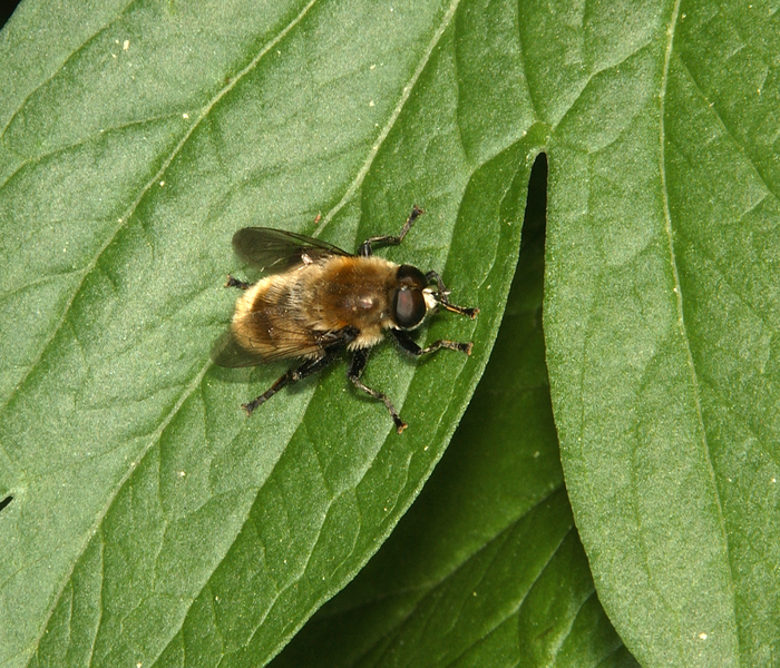 Merodon equestris