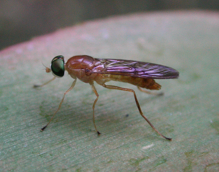 Diptera