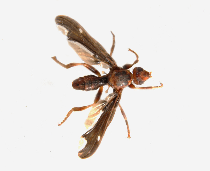 Pyrgota undata