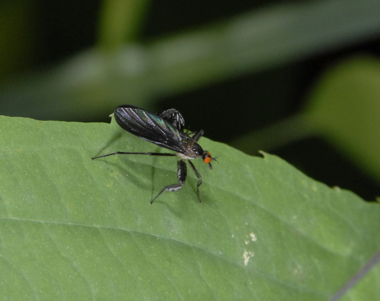 Rhamphomyia